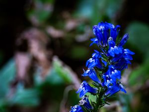 Preview wallpaper lobelia, flowers, inflorescence, blue, macro