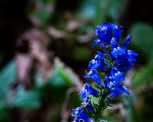 Preview wallpaper lobelia, flowers, inflorescence, blue, macro