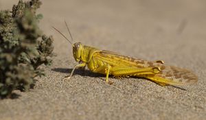 Preview wallpaper locust, insect, close-up