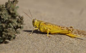 Preview wallpaper locust, insect, close-up