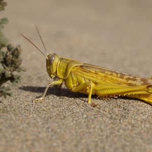 Preview wallpaper locust, insect, close-up