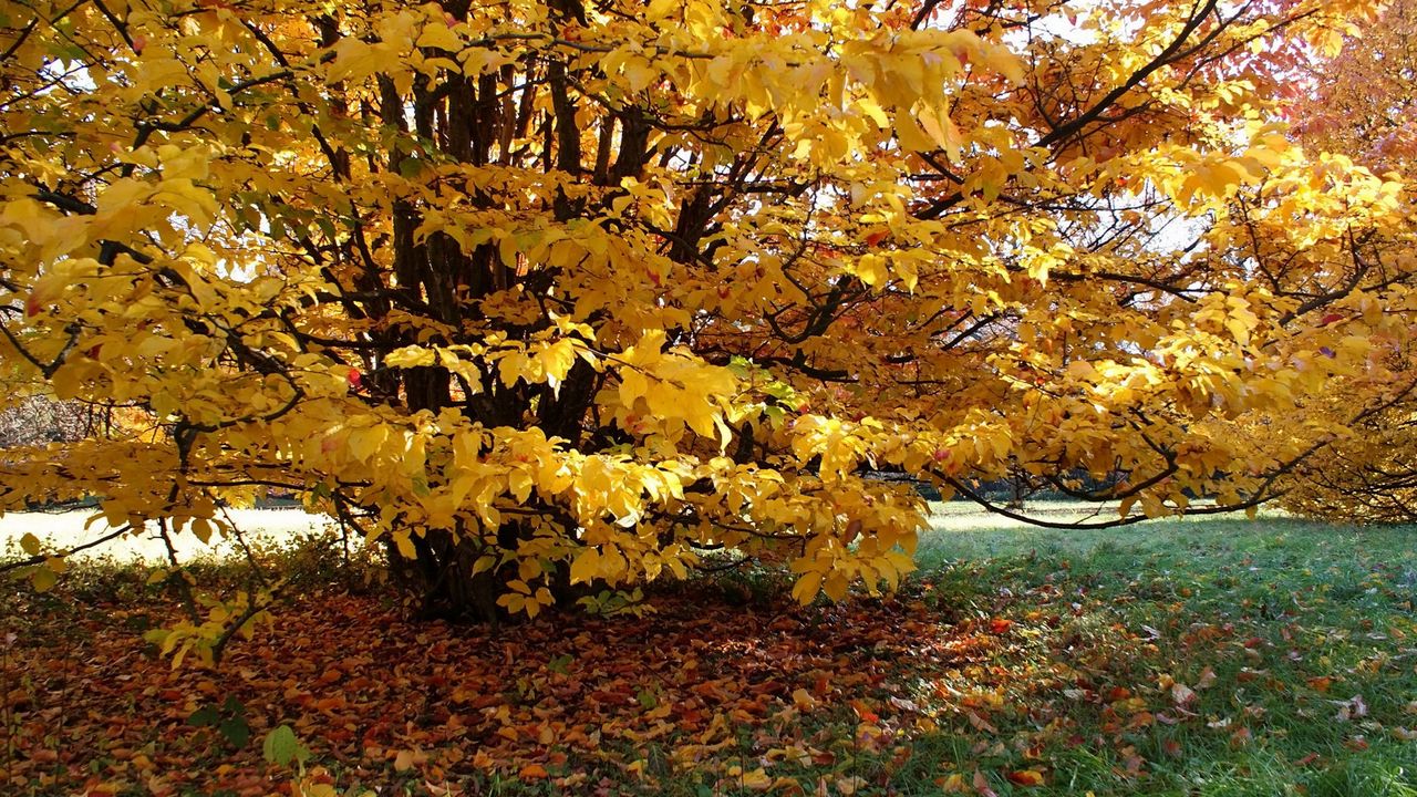 Wallpaper lodge, autumn, yard, tree, ivy, path, leaves, yellow