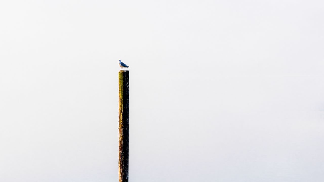 1280x720 Wallpaper log, bird, water, minimalism
