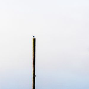 Preview wallpaper log, bird, water, minimalism