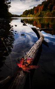 Preview wallpaper log, leaf, lake, trees, landscape