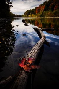 Preview wallpaper log, leaf, lake, trees, landscape