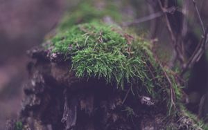 Preview wallpaper log, moss, macro, green, plant