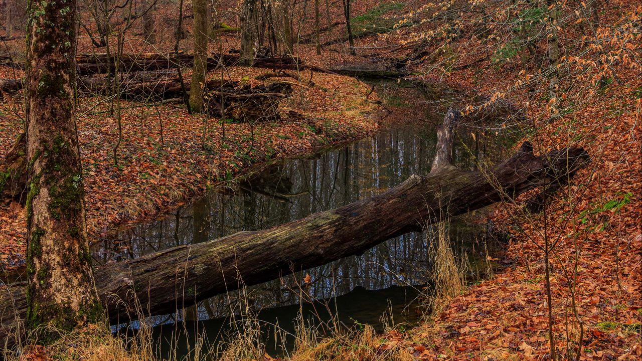 Wallpaper log, trees, stream, leaves, autumn