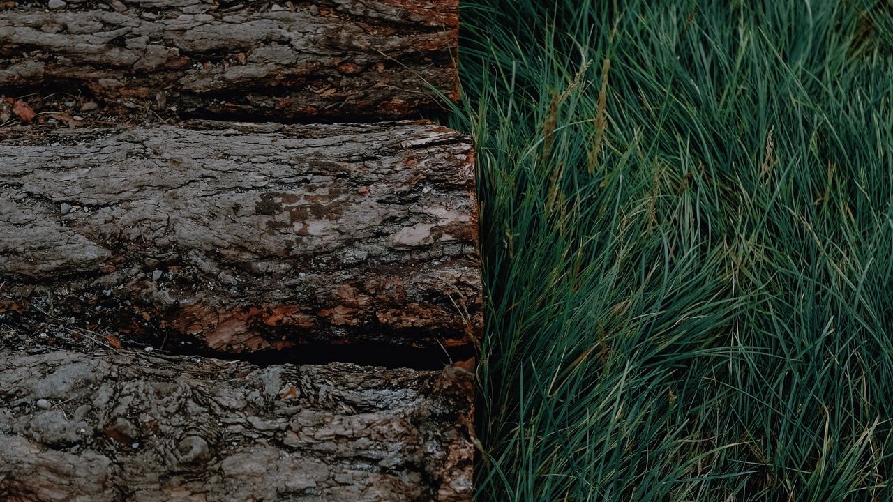 Wallpaper logs, grass, bark, green