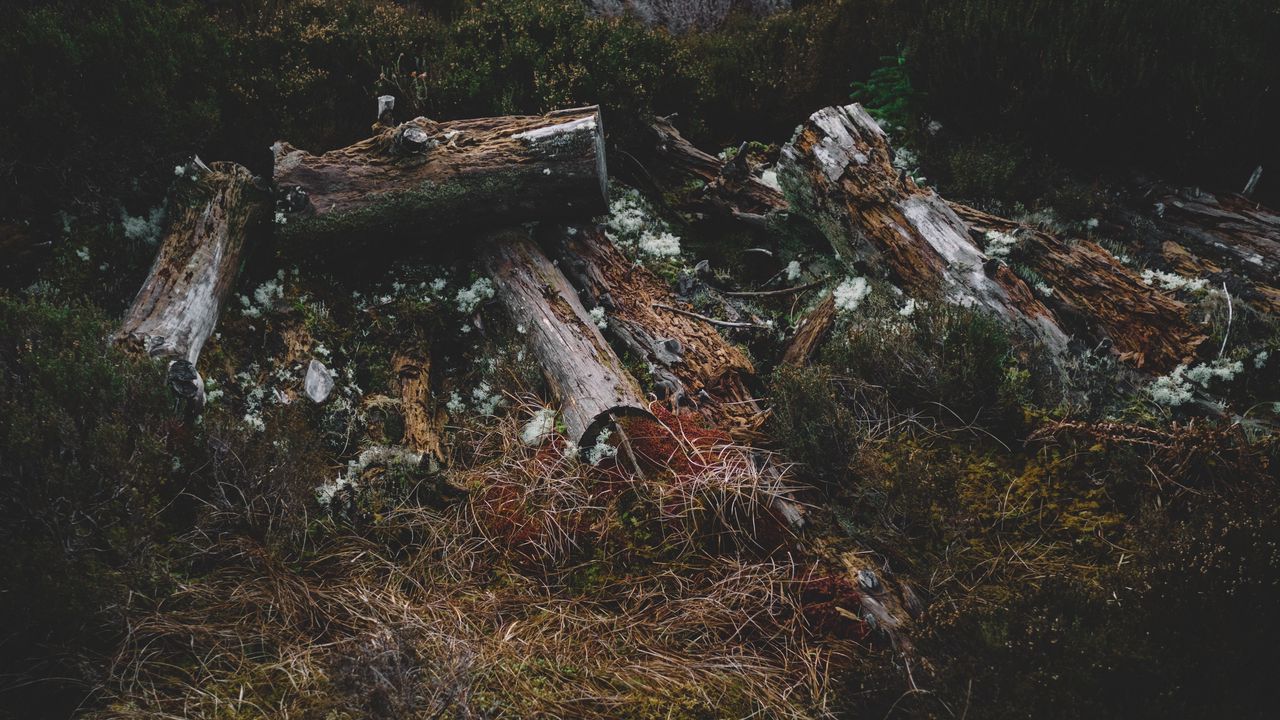 Wallpaper logs, grass, moss