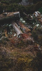 Preview wallpaper logs, grass, moss