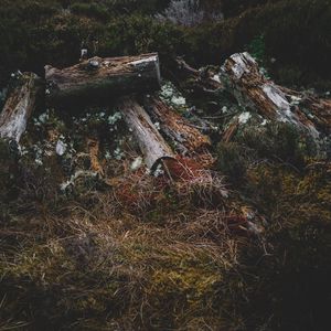 Preview wallpaper logs, grass, moss