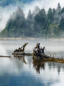 Preview wallpaper logs, lake, reflection, trees, fog