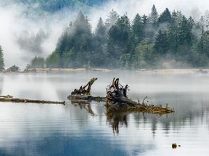 Preview wallpaper logs, lake, reflection, trees, fog