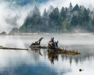 Preview wallpaper logs, lake, reflection, trees, fog