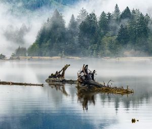Preview wallpaper logs, lake, reflection, trees, fog