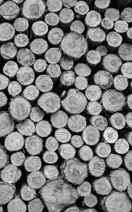 Preview wallpaper logs, tree, black and white