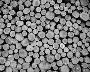 Preview wallpaper logs, tree, black and white