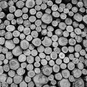 Preview wallpaper logs, tree, black and white
