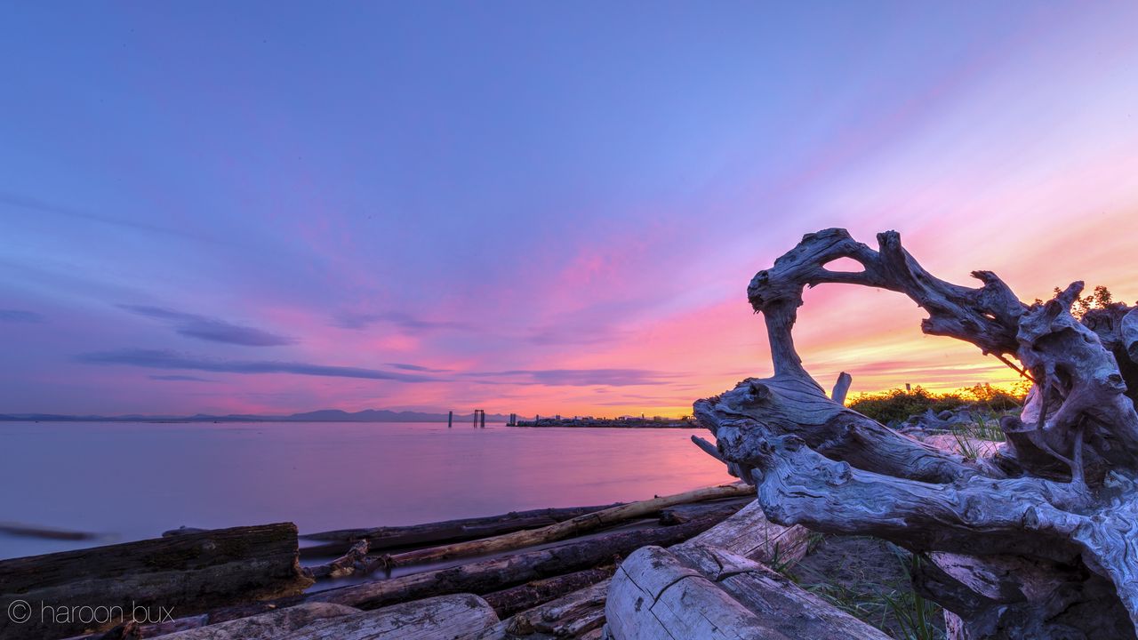 Wallpaper logs, tree, sunset, nature