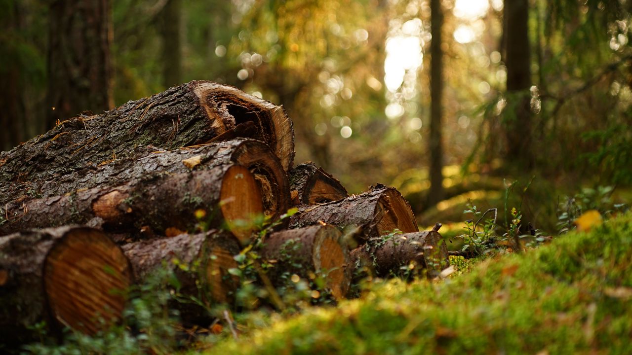 Wallpaper logs, trees, blur, nature, forest