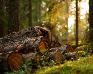 Preview wallpaper logs, trees, blur, nature, forest