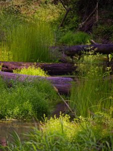 Preview wallpaper logs, trunks, grass, swamp, nature