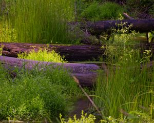 Preview wallpaper logs, trunks, grass, swamp, nature