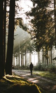 Preview wallpaper loneliness, alone, forest, trees