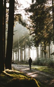 Preview wallpaper loneliness, alone, forest, trees