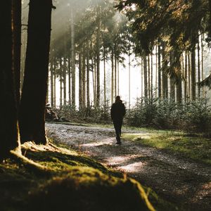 Preview wallpaper loneliness, alone, forest, trees