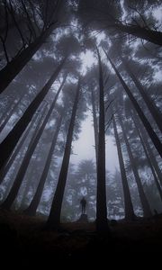 Preview wallpaper loneliness, alone, forest, fog, darkness