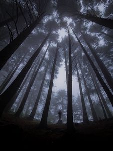 Preview wallpaper loneliness, alone, forest, fog, darkness