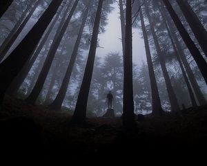 Preview wallpaper loneliness, alone, forest, fog, darkness