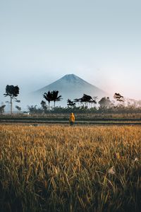 Preview wallpaper loneliness, solitude, field, mountain, palm trees, indonesia