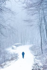 Preview wallpaper lonely, loneliness, forest, snow