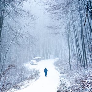 Preview wallpaper lonely, loneliness, forest, snow