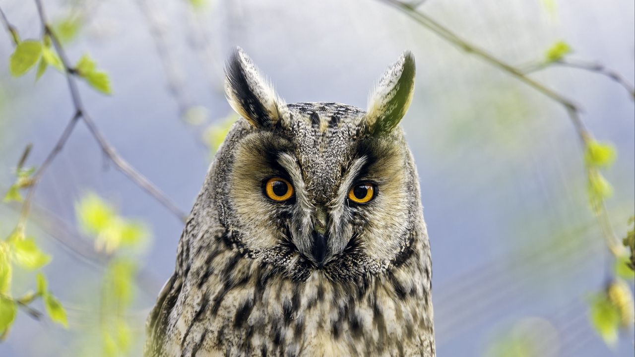 Wallpaper long eared owl, owl, bird, branch