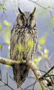 Preview wallpaper long eared owl, owl, bird, branch