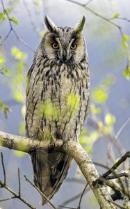 Preview wallpaper long eared owl, owl, bird, branch