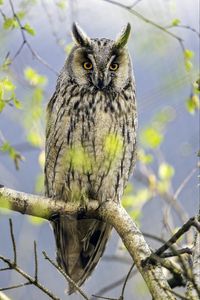 Preview wallpaper long eared owl, owl, bird, branch