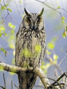 Preview wallpaper long eared owl, owl, bird, branch