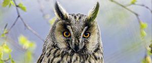 Preview wallpaper long eared owl, owl, bird, branch