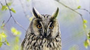 Preview wallpaper long eared owl, owl, bird, branch