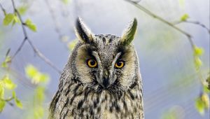 Preview wallpaper long eared owl, owl, bird, branch