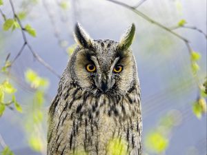 Preview wallpaper long eared owl, owl, bird, branch