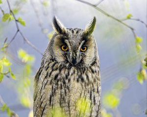 Preview wallpaper long eared owl, owl, bird, branch