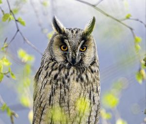 Preview wallpaper long eared owl, owl, bird, branch