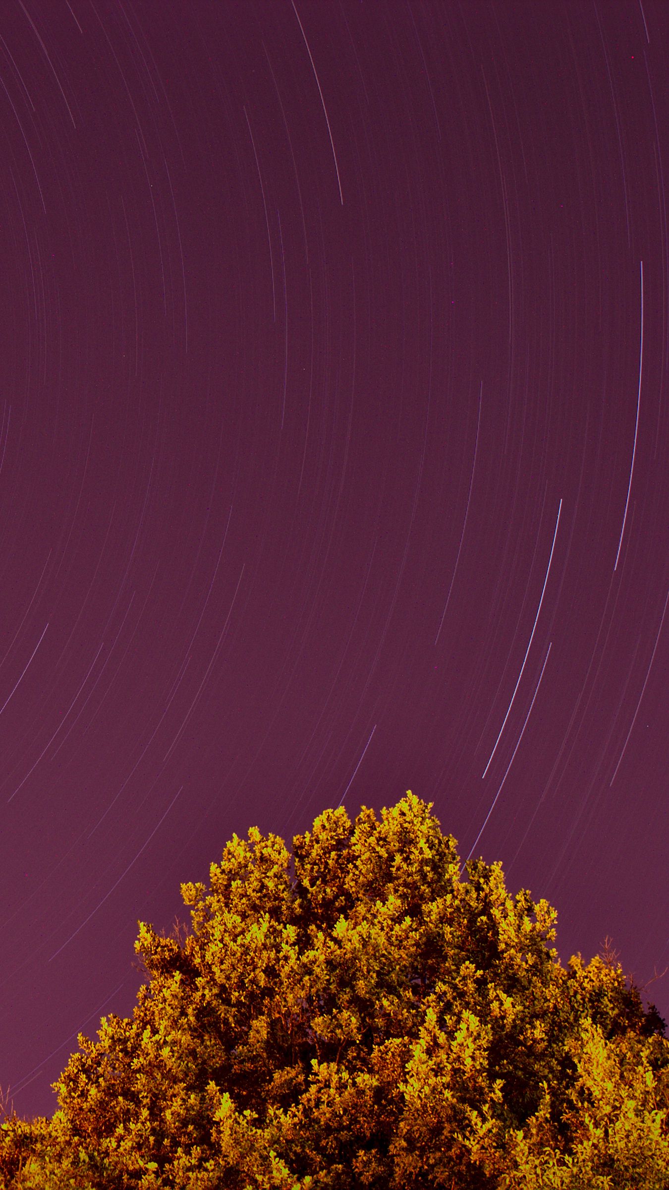 1350x2400 Wallpaper long exposure, stars, sky, trees