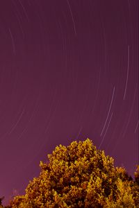 Preview wallpaper long exposure, stars, sky, trees